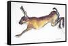 Jumping Hare-Lucy Willis-Framed Stretched Canvas