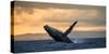Jumping Humpback Whale at Sunset. Madagascar.-ANDREYGUDKOV-Stretched Canvas
