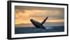 Jumping Humpback Whale at Sunset. Madagascar.-ANDREYGUDKOV-Framed Photographic Print