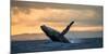 Jumping Humpback Whale at Sunset. Madagascar.-ANDREYGUDKOV-Mounted Photographic Print