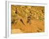 Jumping Mountain Bike, Rockville, Utah, USA-Chuck Haney-Framed Photographic Print