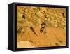 Jumping Mountain Bike, Rockville, Utah, USA-Chuck Haney-Framed Stretched Canvas