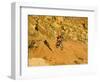 Jumping Mountain Bike, Rockville, Utah, USA-Chuck Haney-Framed Photographic Print