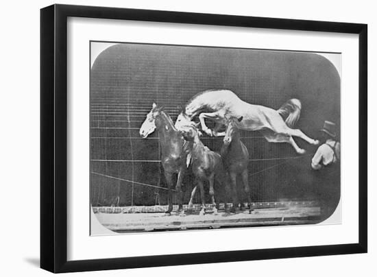 Jumping over Three Horses...Chestnut Horse Hornet-Eadweard Muybridge-Framed Giclee Print