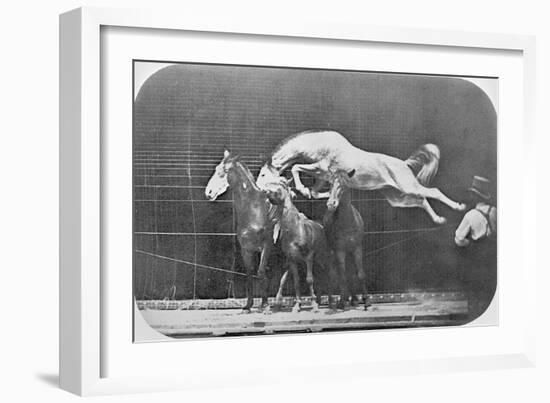 Jumping over Three Horses...Chestnut Horse Hornet-Eadweard Muybridge-Framed Giclee Print