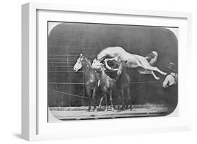 Jumping over Three Horses...Chestnut Horse Hornet-Eadweard Muybridge-Framed Giclee Print