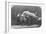 Jumping over Three Horses...Chestnut Horse Hornet-Eadweard Muybridge-Framed Giclee Print