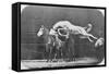 Jumping over Three Horses...Chestnut Horse Hornet-Eadweard Muybridge-Framed Stretched Canvas