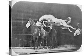 Jumping over Three Horses...Chestnut Horse Hornet-Eadweard Muybridge-Stretched Canvas