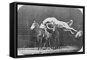Jumping over Three Horses...Chestnut Horse Hornet-Eadweard Muybridge-Framed Stretched Canvas