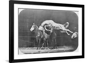 Jumping over Three Horses...Chestnut Horse Hornet-Eadweard Muybridge-Framed Giclee Print