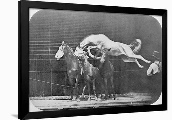 Jumping over Three Horses...Chestnut Horse Hornet-Eadweard Muybridge-Framed Giclee Print