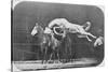 Jumping over Three Horses...Chestnut Horse Hornet-Eadweard Muybridge-Stretched Canvas