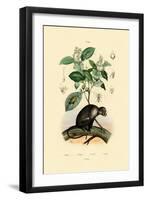 Jumping Spider, 1833-39-null-Framed Giclee Print