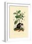 Jumping Spider, 1833-39-null-Framed Giclee Print