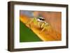 Jumping spider (Epocilla sp) Sai Kung, Hong Kong, China.-Magnus Lundgren / Wild Wonders of China-Framed Photographic Print