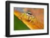 Jumping spider (Epocilla sp) Sai Kung, Hong Kong, China.-Magnus Lundgren / Wild Wonders of China-Framed Photographic Print