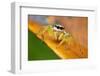 Jumping spider (Epocilla sp) Sai Kung, Hong Kong, China.-Magnus Lundgren / Wild Wonders of China-Framed Photographic Print