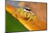 Jumping spider (Epocilla sp) Sai Kung, Hong Kong, China.-Magnus Lundgren / Wild Wonders of China-Mounted Photographic Print