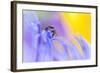 Jumping Spider (Euophrys Frontalis) Male Amongst Flower Petals-Alex Hyde-Framed Photographic Print