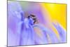 Jumping Spider (Euophrys Frontalis) Male Amongst Flower Petals-Alex Hyde-Mounted Photographic Print