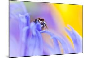 Jumping Spider (Euophrys Frontalis) Male Amongst Flower Petals-Alex Hyde-Mounted Photographic Print