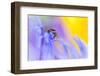Jumping Spider (Euophrys Frontalis) Male Amongst Flower Petals-Alex Hyde-Framed Photographic Print
