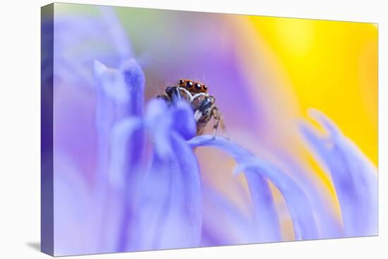 Jumping Spider (Euophrys Frontalis) Male Amongst Flower Petals-Alex Hyde-Stretched Canvas