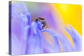 Jumping Spider (Euophrys Frontalis) Male Amongst Flower Petals-Alex Hyde-Stretched Canvas