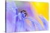 Jumping Spider (Euophrys Frontalis) Male Amongst Flower Petals-Alex Hyde-Stretched Canvas