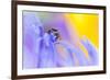 Jumping Spider (Euophrys Frontalis) Male Amongst Flower Petals-Alex Hyde-Framed Photographic Print