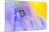 Jumping Spider (Euophrys Frontalis) Male Amongst Flower Petals-Alex Hyde-Mounted Photographic Print