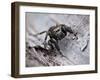 Jumping spider in alert pose, ready to jump, UK-Andy Sands-Framed Photographic Print