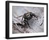 Jumping spider in alert pose, ready to jump, UK-Andy Sands-Framed Photographic Print