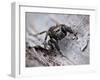 Jumping spider in alert pose, ready to jump, UK-Andy Sands-Framed Photographic Print