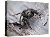 Jumping spider in alert pose, ready to jump, UK-Andy Sands-Stretched Canvas