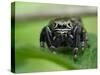 Jumping spider resting on leaf, UK-Andy Sands-Stretched Canvas
