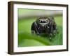 Jumping spider resting on leaf, UK-Andy Sands-Framed Photographic Print