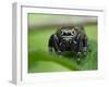 Jumping spider resting on leaf, UK-Andy Sands-Framed Photographic Print