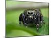 Jumping spider resting on leaf, UK-Andy Sands-Mounted Photographic Print