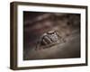 Jumping spider waiting in curl of Oak leaf, UK-Andy Sands-Framed Photographic Print