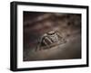 Jumping spider waiting in curl of Oak leaf, UK-Andy Sands-Framed Photographic Print