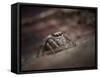 Jumping spider waiting in curl of Oak leaf, UK-Andy Sands-Framed Stretched Canvas