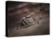 Jumping spider waiting in curl of Oak leaf, UK-Andy Sands-Stretched Canvas