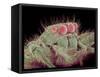 Jumping spider-Micro Discovery-Framed Stretched Canvas