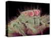 Jumping spider-Micro Discovery-Stretched Canvas