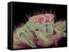 Jumping spider-Micro Discovery-Framed Stretched Canvas