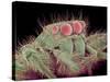 Jumping spider-Micro Discovery-Stretched Canvas