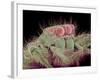 Jumping spider-Micro Discovery-Framed Photographic Print