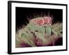 Jumping spider-Micro Discovery-Framed Photographic Print